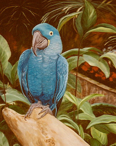 400x500 Photographs To Oils - Blue Parrot Painting