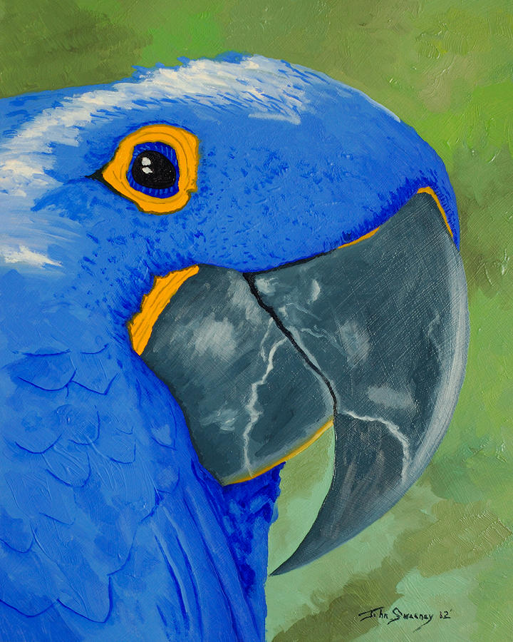 720x900 Basilio The Blue Parrot Painting By John Sweeney - Blue Parrot Painting