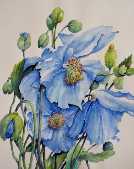470x593 Himalayan Blue Poppies (Watercolour) Watercolor End Pastels - Blue Poppies Painting