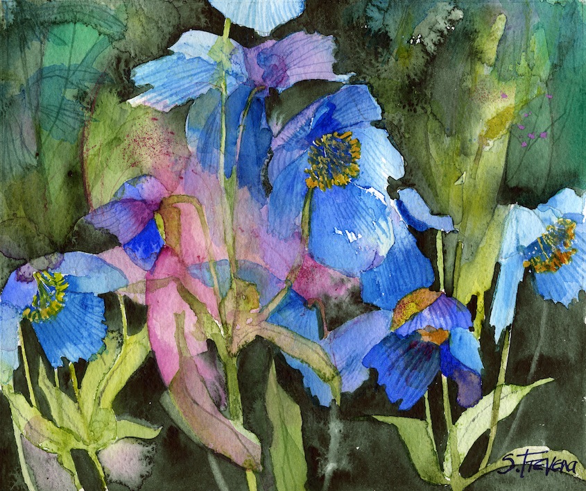 845x707 Himalayan Blue Poppy Shirley Trevena - Blue Poppies Painting