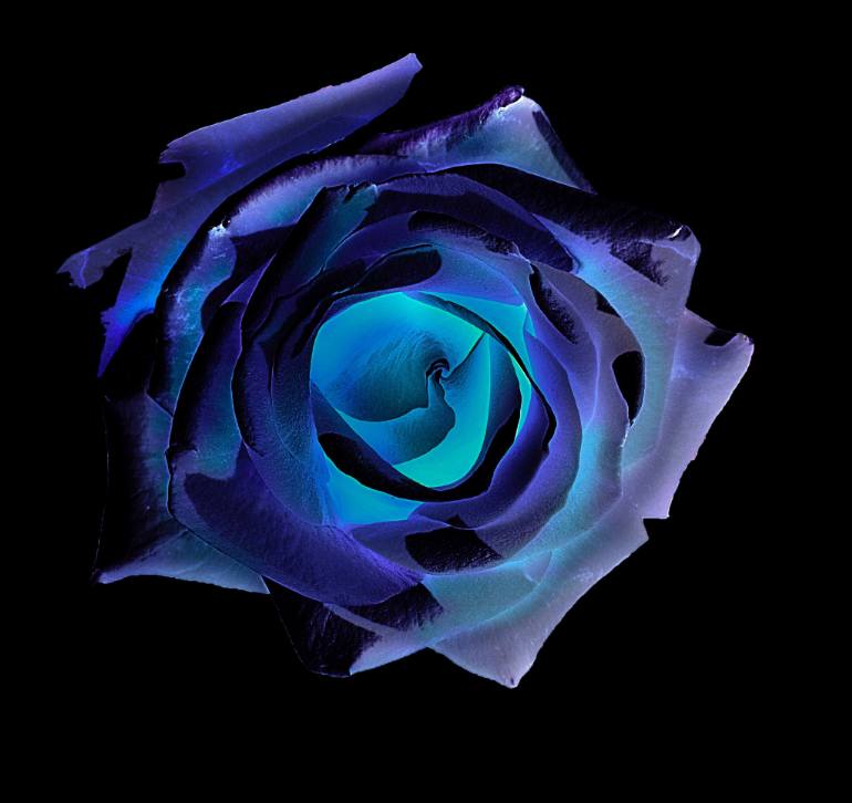 770x726 Saatchi Art Blue Rose Painting By Jeroen Paulussen - Blue Rose Painting