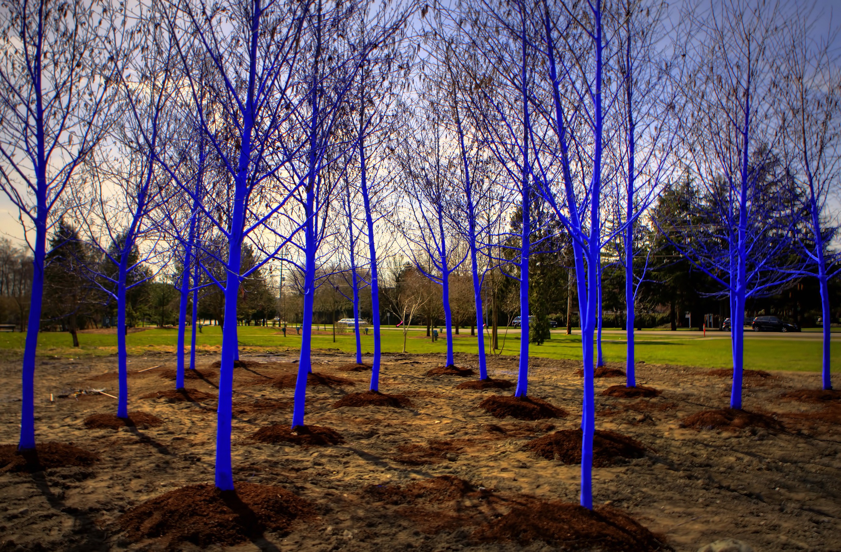 2756x1809 Artist Konstantin Dimopoulos Is Painting Blue Trees In The Denver - Blue Tree Painting