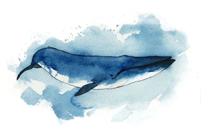 800x538 Blue Whale By On @ Whale - Blue Whale Painting