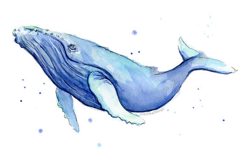 500x343 Humpback Whale Watercolor Print, Whale Art, Whale Painting, Blue - Blue Whale Painting