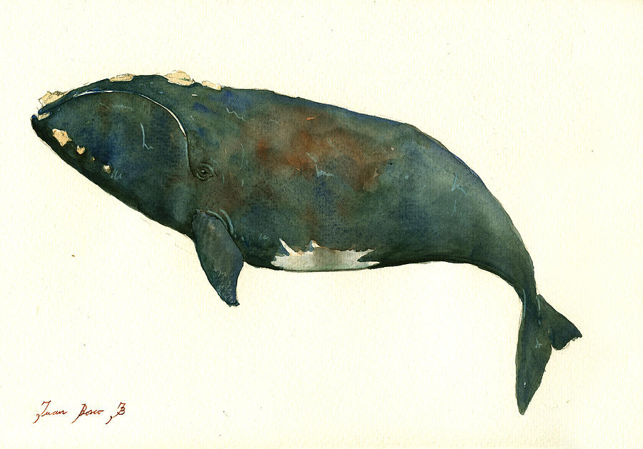 900x629 Right Whale Painting Painting By Juan Bosco - Blue Whale Painting