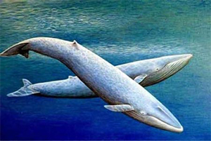 300x201 Whale Art - Blue Whale Painting