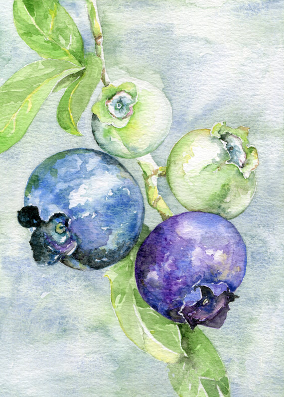 570x798 Blueberry Art Print, Watercolour Painting, Kitchen Decor, Fruit - Blueberry Painting