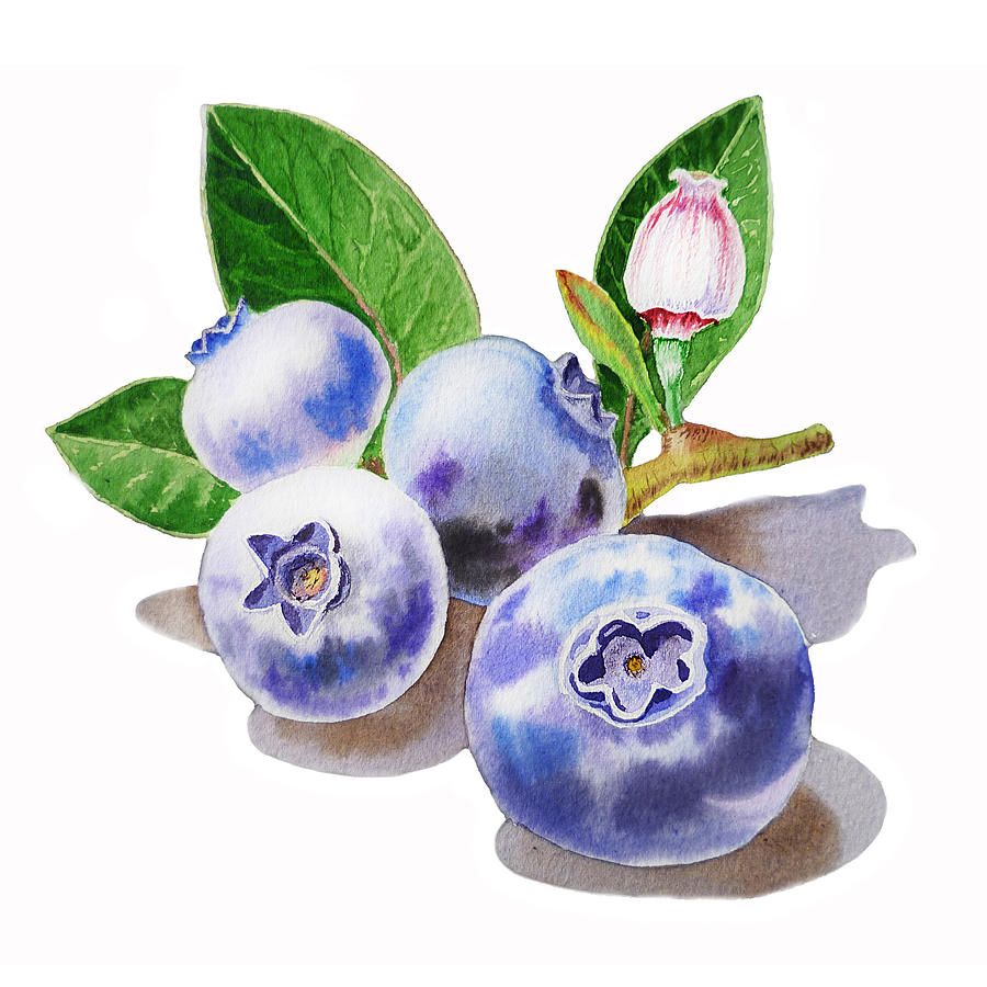 900x900 Watercolor Paintings Of Blueberries Blueberries Painting - Blueberry Painting