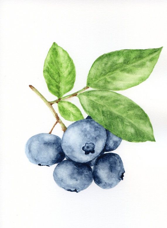 570x776 Blueberry Branch - Blueberry Painting