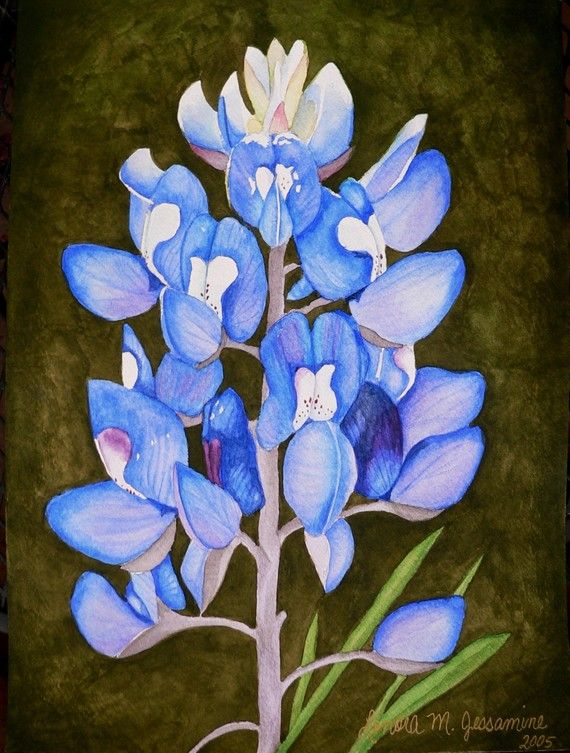570x753 Texas Bluebonnet Painting. I Think This Would Look Good Maybe - Bluebonnet Painting