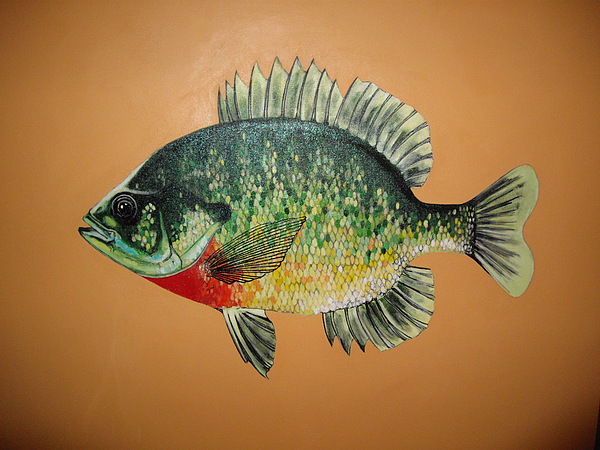 600x450 Bluegill Painting By Robert Cunningham - Bluegill Painting