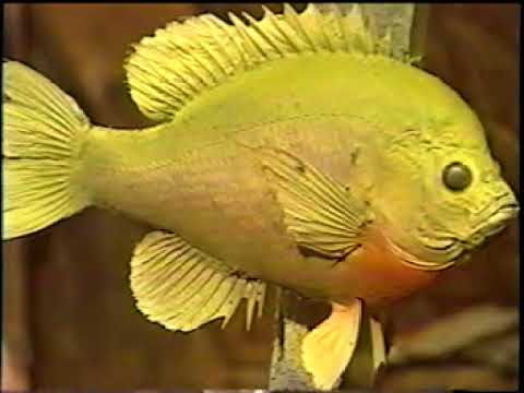 480x360 Bluegill Painting For Taxidermy - Bluegill Painting