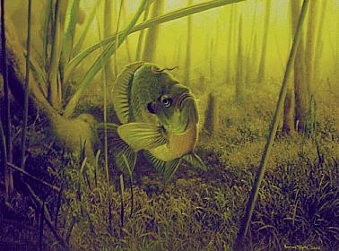 378x280 Larry Tople - Bluegill Painting