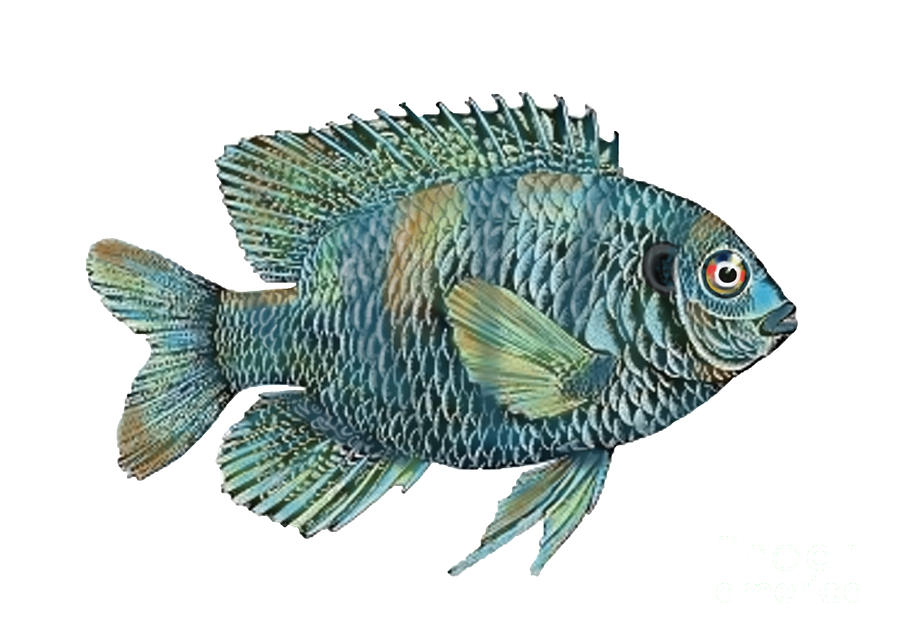 900x638 Painted Bluegill Fish No Background Painting By Sandi Oreilly - Bluegill Painting