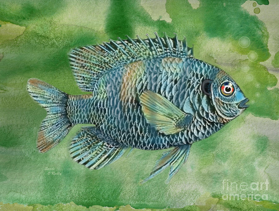 900x681 Painted Bluegill Fish Painting By Sandi Oreilly - Bluegill Painting