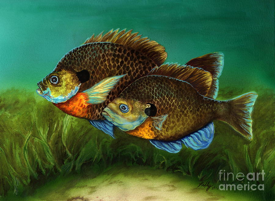 900x658 Pretty Little Panfish Painting By Kathleen Kelly Thompson - Bluegill Painting