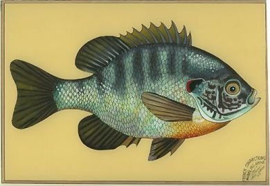 390x270 Reverse Glass Bluegill Painting - Bluegill Painting