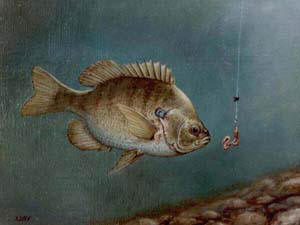 300x225 The Art Of James Yale Small Unlimited Prints Amp Cards - Bluegill Painting