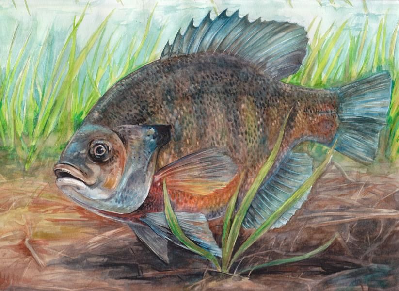 823x600 Bluegill Contest Dennis Z. - Bluegill Painting