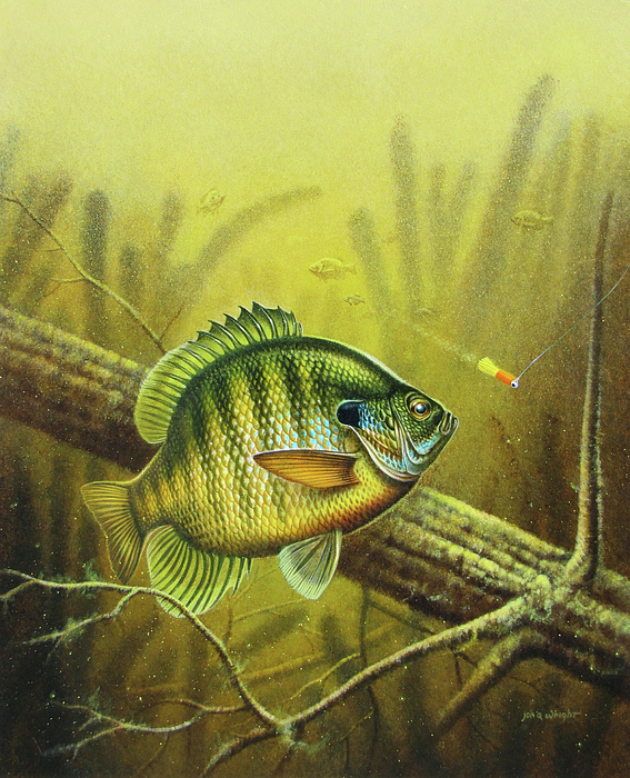 567x700 Bluegill And Jig Painting By Jq Licensing - Bluegill Painting