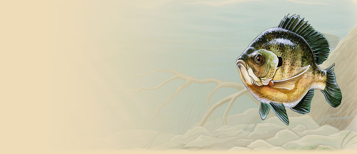 1180x509 Bluegill Information, Facts, And Photos - Bluegill Painting