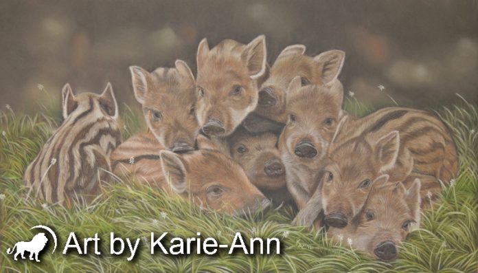 696x397 The Humbug Huddle, Wild Boar Painting In Pastel Pencils - Boar Painting
