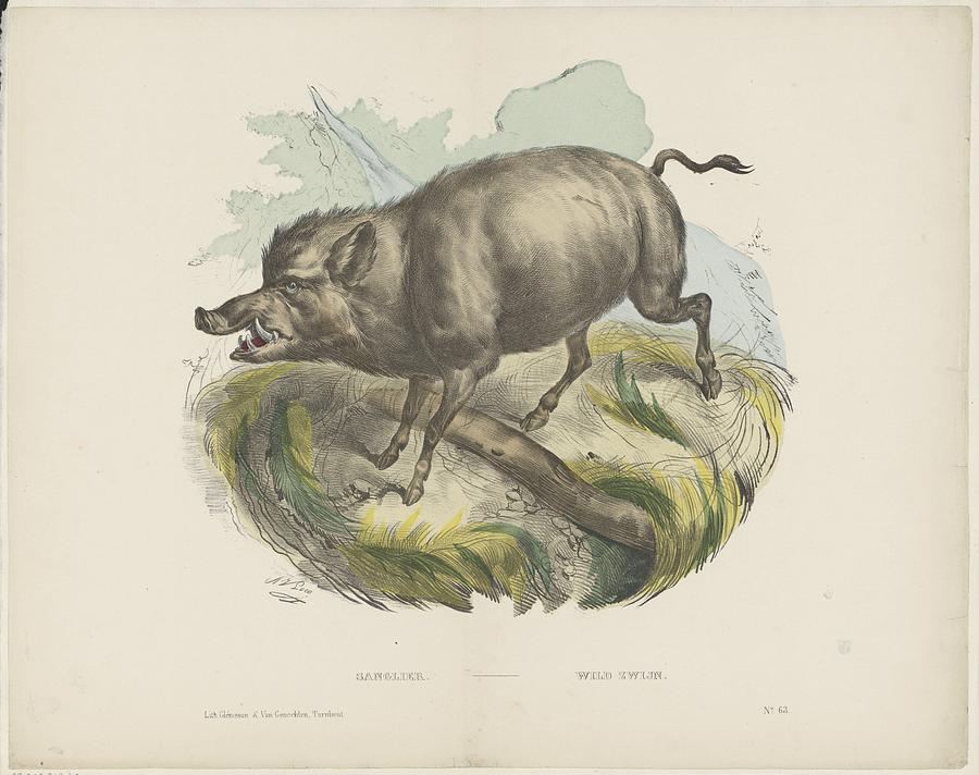 900x712 Wild Boar Painting By Motionage Designs - Boar Painting