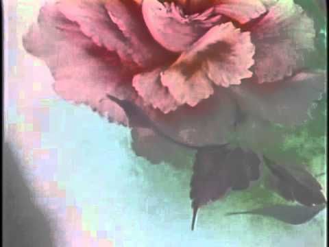 480x360 Friends Of Bob Ross Kathy Snider, Rose Delight (From Dvd - Bob Rose Painting