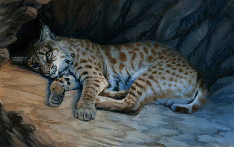 800x504 Bobcat By Hibbary - Bobcat Painting