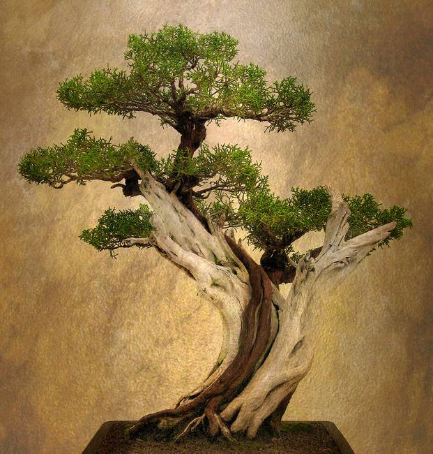 621x650 Asian Bonsai By Jessica Jenney - Bonsai Painting