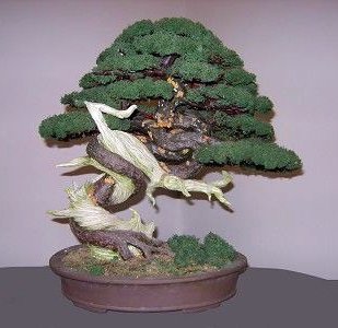 309x300 Bonsai Art - Bonsai Painting