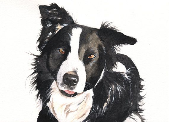 dog studies leonardo collection border collie