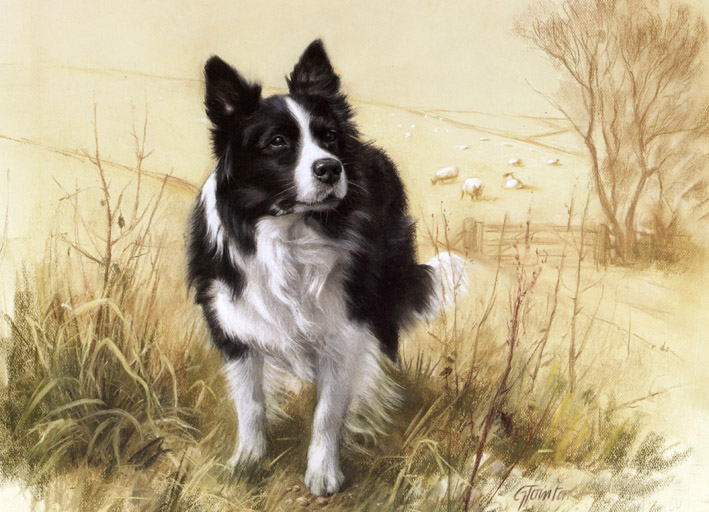 709x512 Border Collie Prints - Border Collie Painting