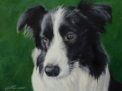 480x360 Dog Portrait, Oil Painting Of Border Collie Shelby Time Lapse - Border Collie Painting