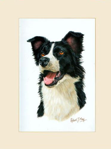 372x498 Original Border Collie Painting - Border Collie Painting