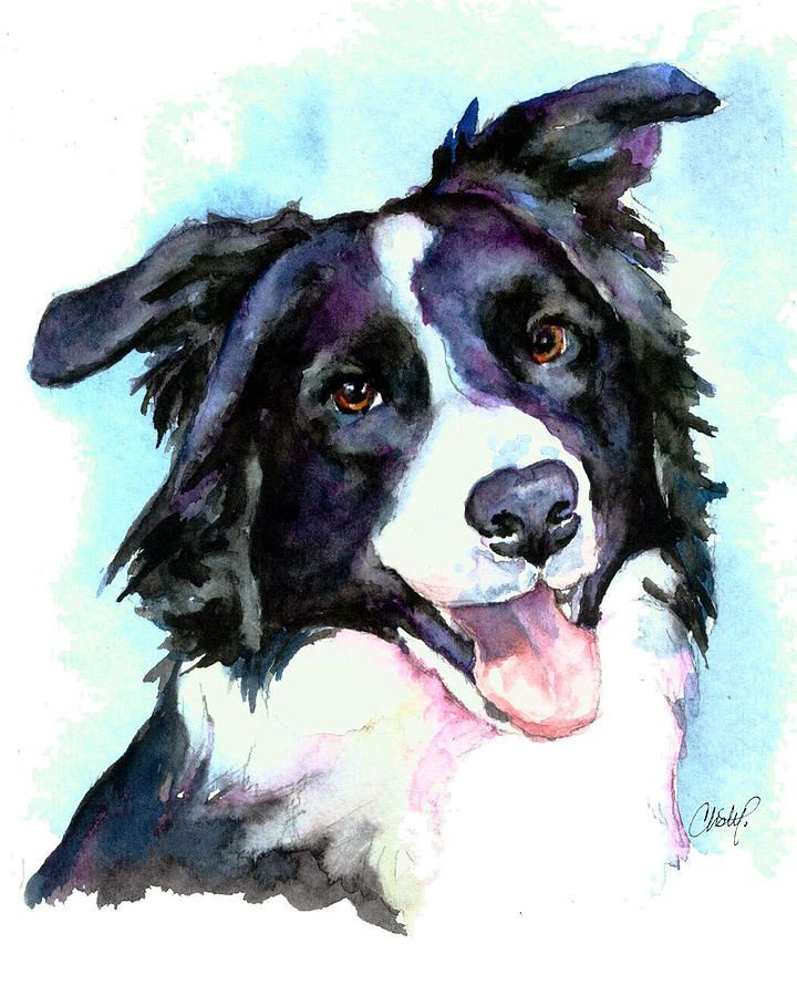720x900 Petey Boarder Collie Painting By Christy Freeman - Border Collie Painting