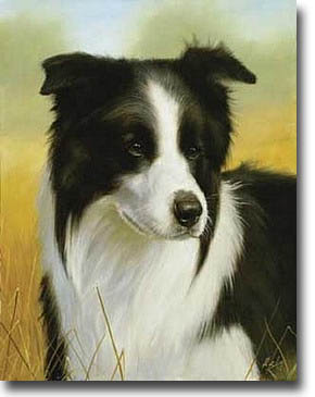 290x365 The Border Collie Shop - Border Collie Painting