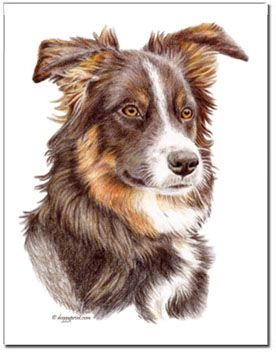 276x354 Border Collie Painting Art Painting Collie - Border Collie Painting