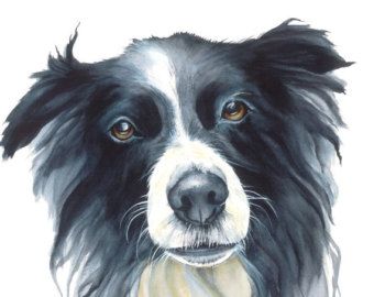 340x270 How To Paint A Border Collie - Border Collie Painting