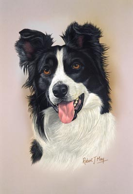 274x400 Border Collie Head Study Print Rmdh21 - Border Collie Painting