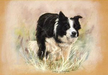 380x266 Border Collie Or Working Collie Prints In Dog Limited Edition Prints - Border Collie Painting