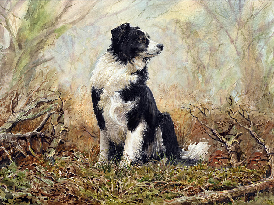 900x675 Border Collie Painting By Anthony Forster - Border Collie Painting