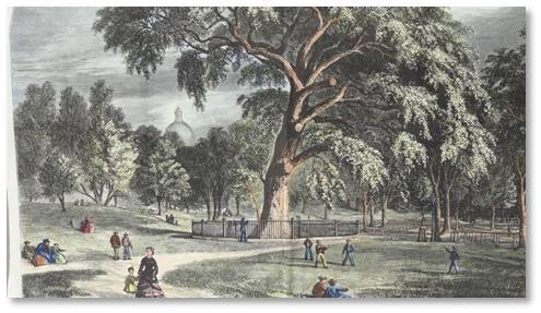 495x287 The Great Elm On The Boston Common - Boston Common Painting