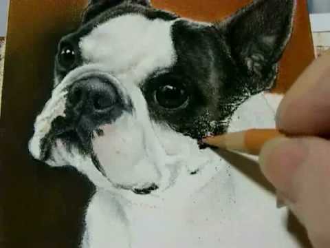 480x360 Painting A Day Demonstration - Boston Terrier Oil Painting