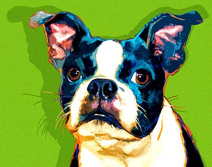 420x330 Boston Terrier Pop Art Portrait - Boston Terrier Painting