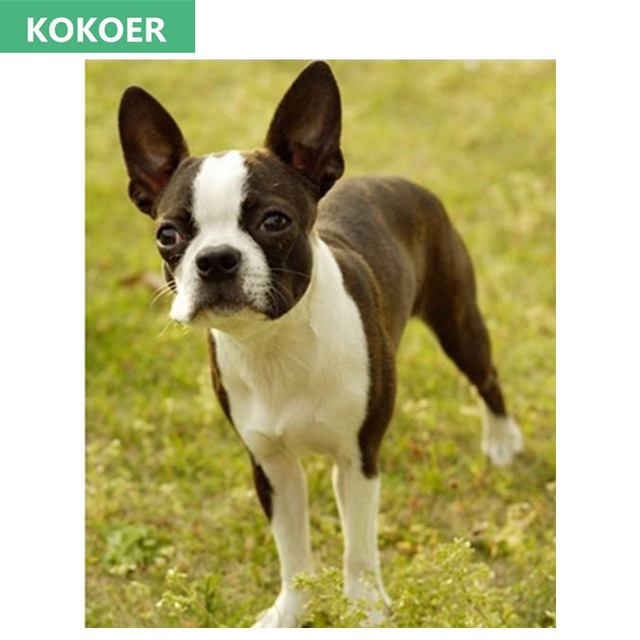 640x640 Full,diamond Embroidery,5d,diamond Painting,the Boston Terrier - Boston Terrier Painting