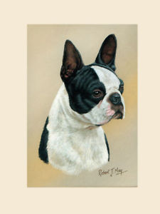 225x300 Original Boston Terrier Painting By Robert J. May Ebay - Boston Terrier Painting