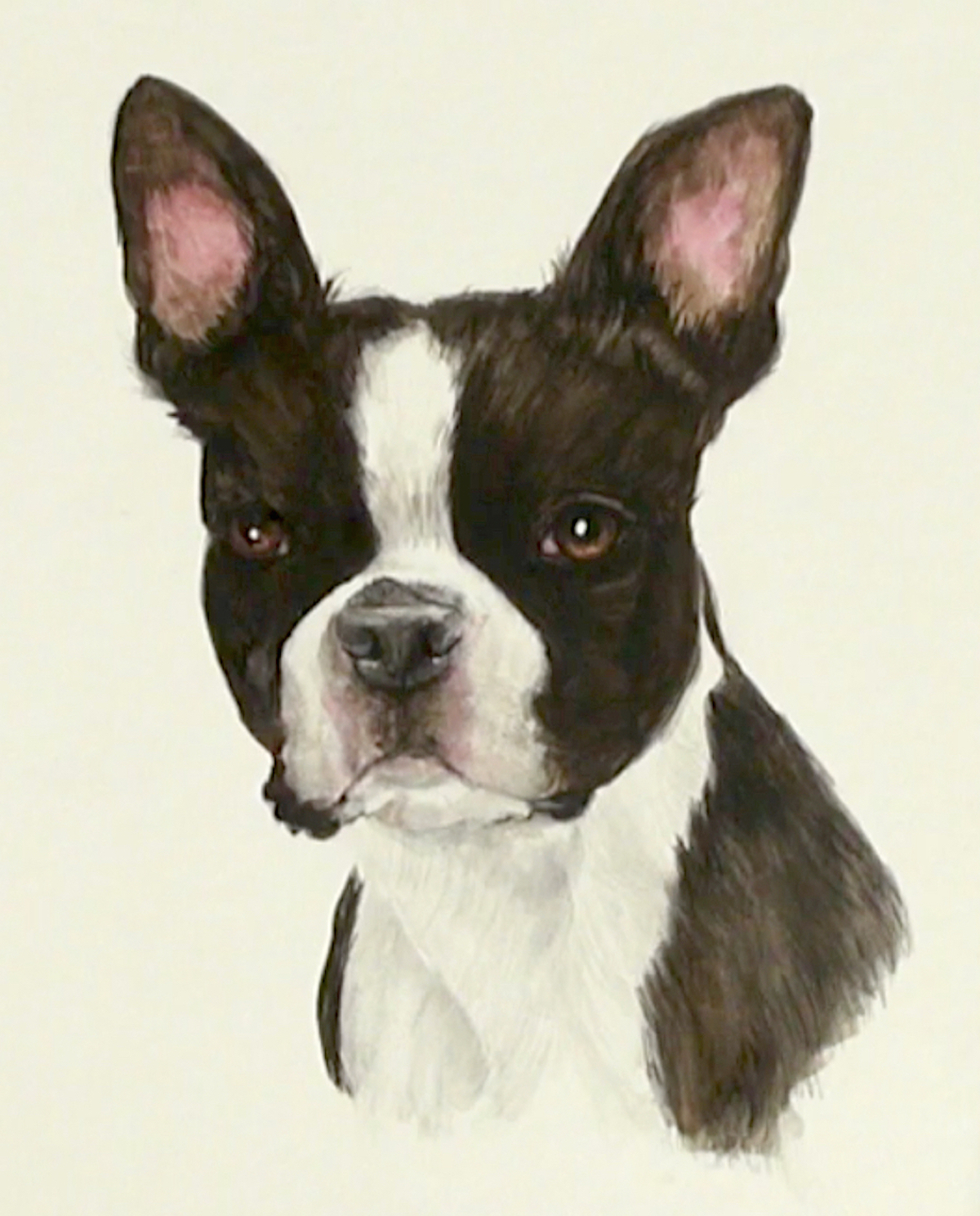 1200x1488 Boston Terrier Dog Portrait - Boston Terrier Painting