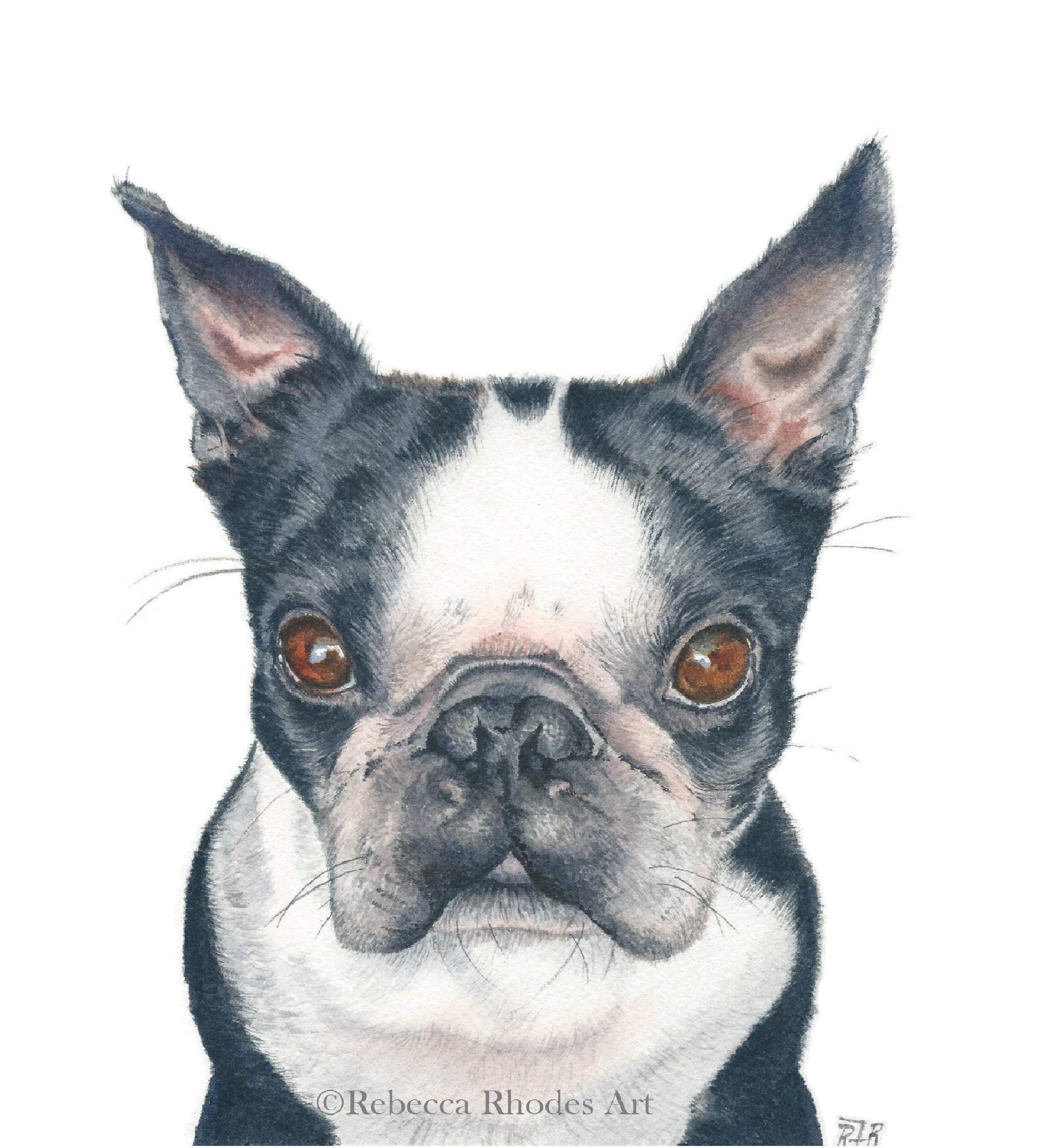 2496x2760 Boston Terrier Gallery Wrapped Watercolor Painting - Boston Terrier Painting