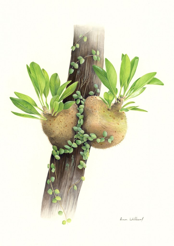 724x1024 Botanical Painting With Gouache, New Book By Simon Williams - Botanical Painting